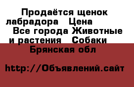 Продаётся щенок лабрадора › Цена ­ 30 000 - Все города Животные и растения » Собаки   . Брянская обл.